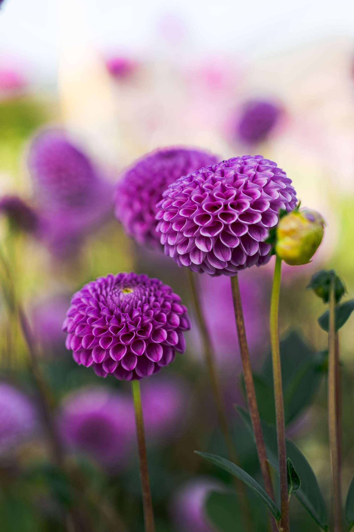 Daalia 'Franz Kafka'